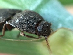 Agrypnus rectangularis