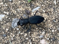 Dromochorus pilatei