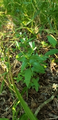 Moehringia