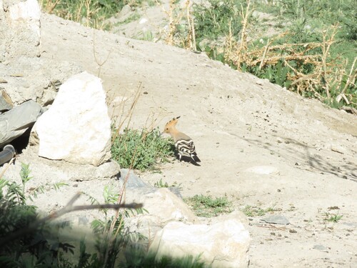 Common Hoopoe