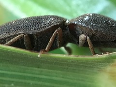Agrypnus rectangularis