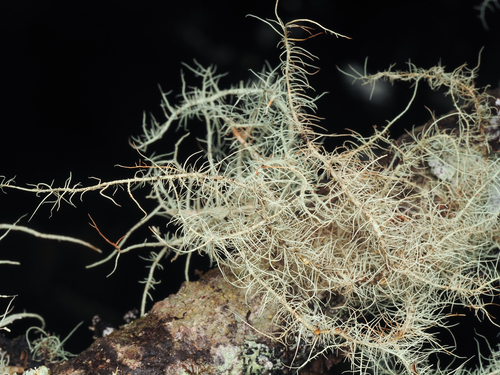 Dolichousnea longissima, 2026-09-27