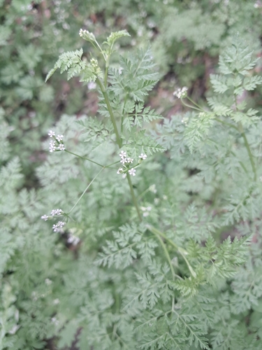 Anthriscus caucalis observed 2026-09-29