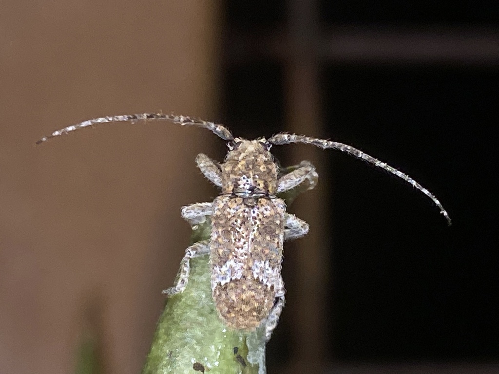 Prosoplus long horned beetle
