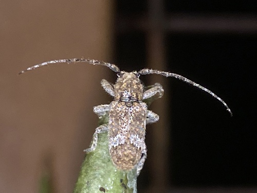 Prosoplus long horned beetle