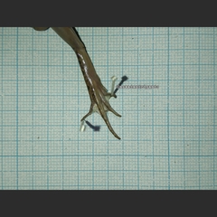 Fejervarya limnocharis