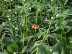 Danaus chrysippus