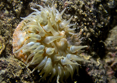 Urticina felina