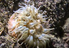 Urticina felina