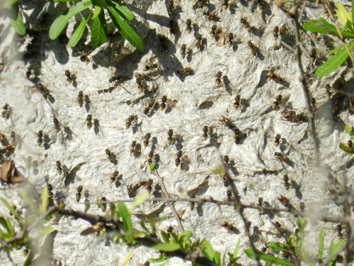 Brachygastra lecheguana photo 4