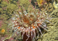 Urticina felina