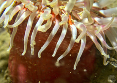 Urticina felina