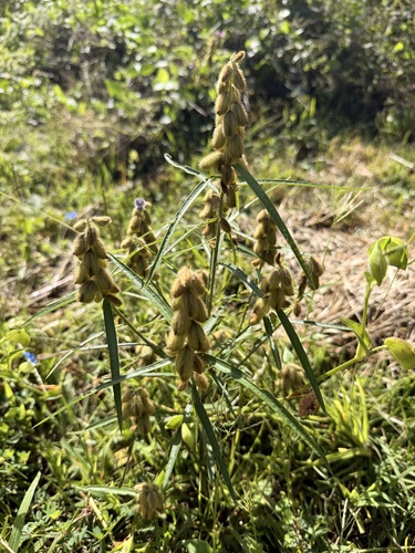 Crotalaria sessiliflora observed 2026-09-22