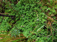 Clinopodium nubigenum