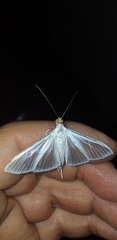 Palpita flegia