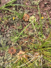Trifolium virginicum
