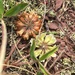 Trifolium virginicum - Photo no hay derechos reservados, subido por Bonnie Isaac