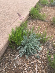 Astragalus calycosus