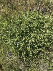 Horkelia clevelandii