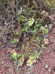 Trifolium virginicum