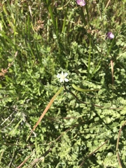 Horkelia clevelandii