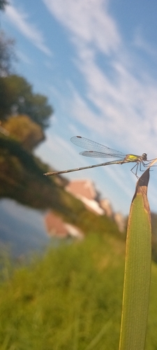 Western Willow Spreadwing