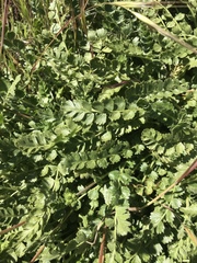 Horkelia clevelandii