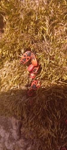 European Firebug