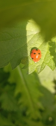 Seven-spotted Lady Beetle