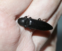 Melanactes densus