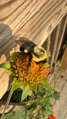 Common Eastern Bumble Bee