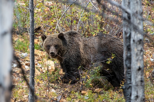 Grizzly Bear sighting near Canada
