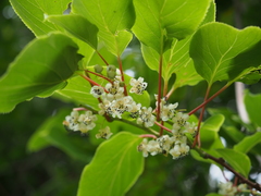 Actinidia arguta