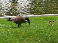 Branta canadensis