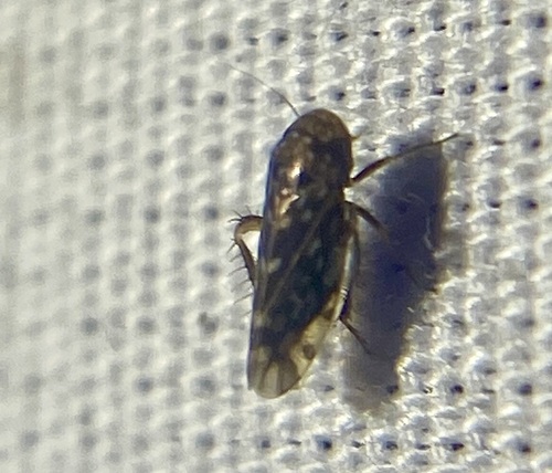 Xestocephalus, 2026-09-28
