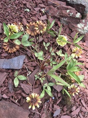 Trifolium virginicum