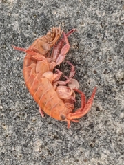 Platorchestia platensis