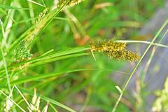 Carex vulpina