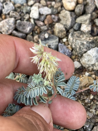 Downy Prairie Clover