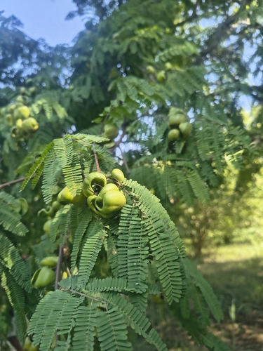 Libidibia coriaria observed 2026-09-27