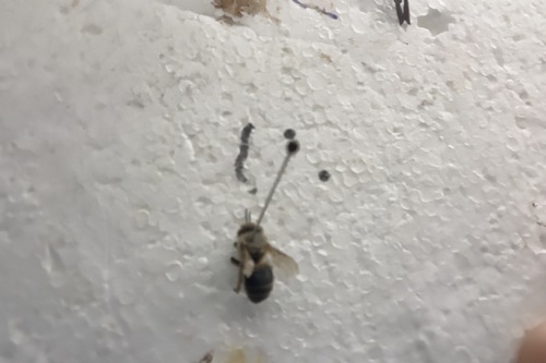 Western Honey Bee
