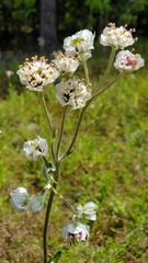 Hymenopappus artemisiifolius artemisiifolius