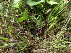 Trifolium depauperatum