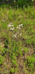 Hymenopappus artemisiifolius artemisiifolius