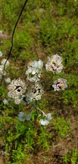 Hymenopappus artemisiifolius artemisiifolius