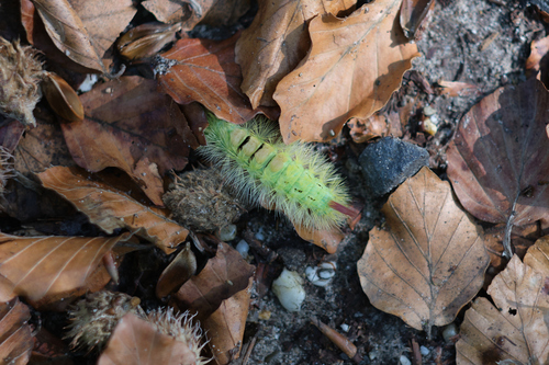 Pale Tussock Moth