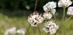 Hymenopappus artemisiifolius artemisiifolius