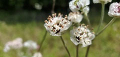 Hymenopappus artemisiifolius artemisiifolius