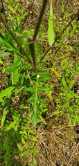 Hymenopappus artemisiifolius artemisiifolius