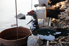 Cairina moschata domestica